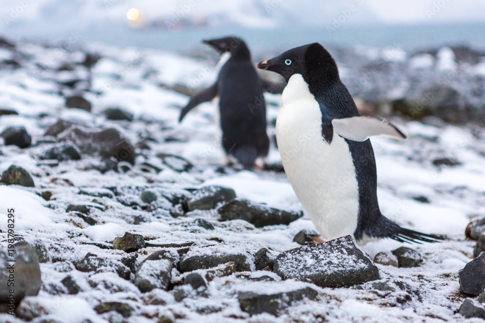 Fototapeta premium Beautiful landscape and scenery in Antarctica
