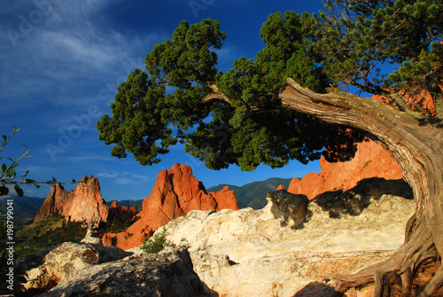 Twisted Juniper at the Garden of the Gods Colorado