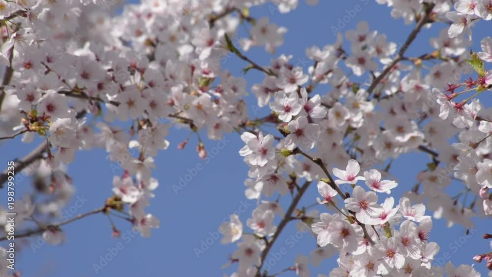 2018の桜-4 2018の桜-4