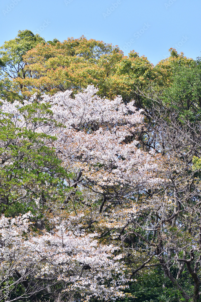 cherry blossom in Japan cherry blossom in Japan