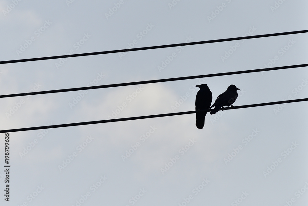 crow crow
