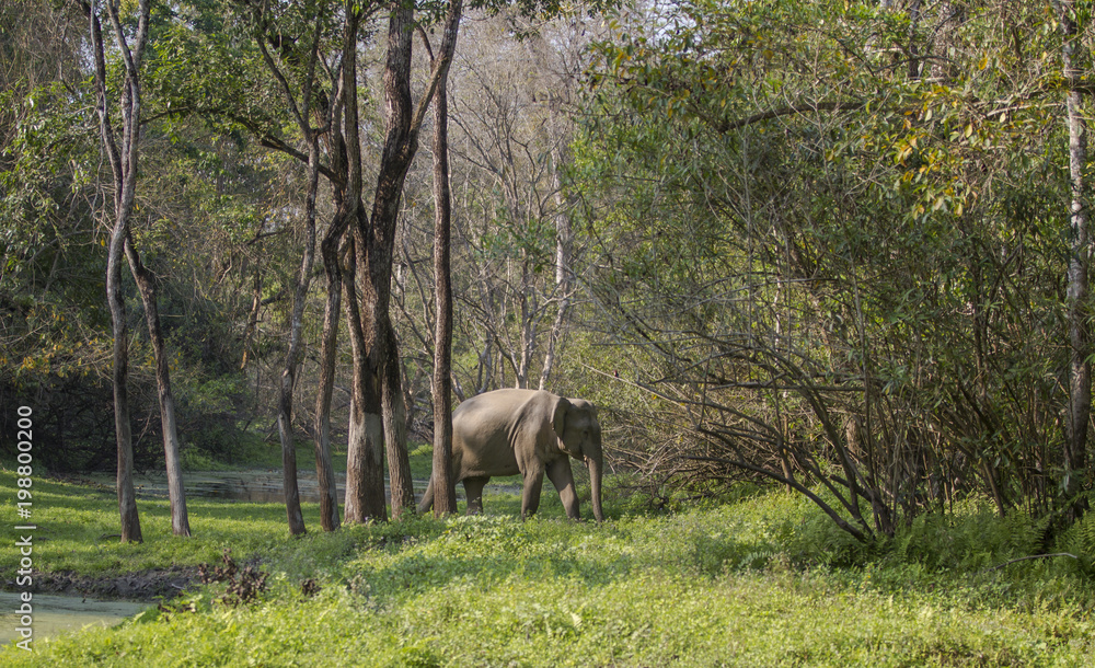 elephant elephant