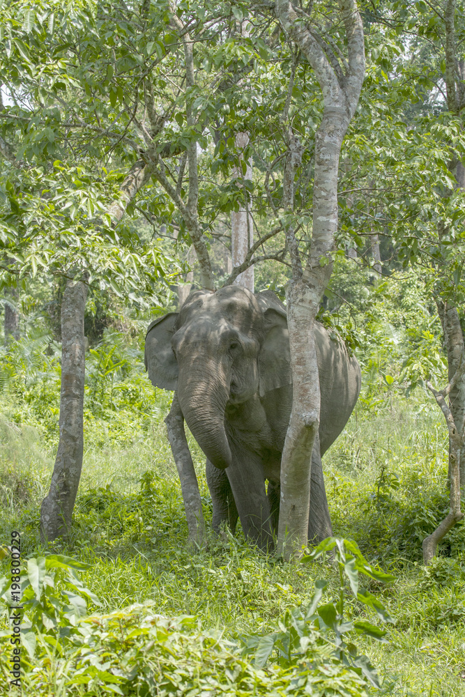Fototapeta premium Elephant