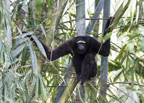 hollock gibbon photo