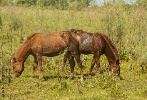 Feral Horse