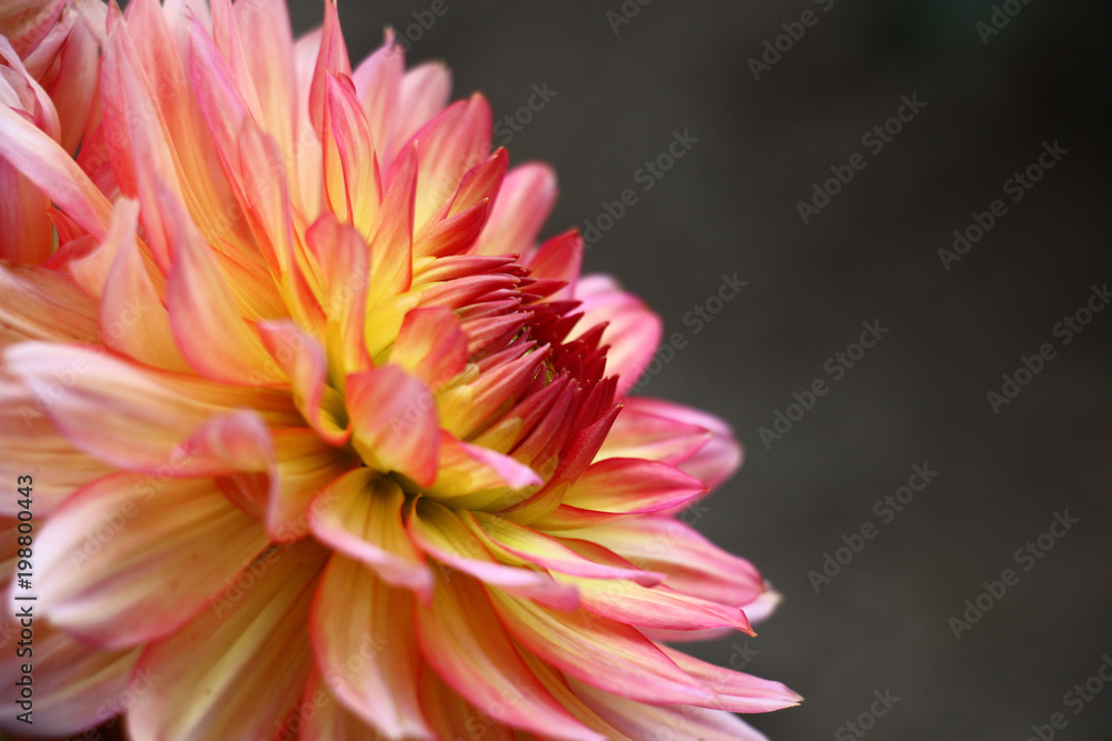 Bright dahlia on a gray background./Single large flower dahlias with motley petals on a dark gray background. Bright dahlia on a gray background./Single large flower dahlias with motley petals on a dark gray background.