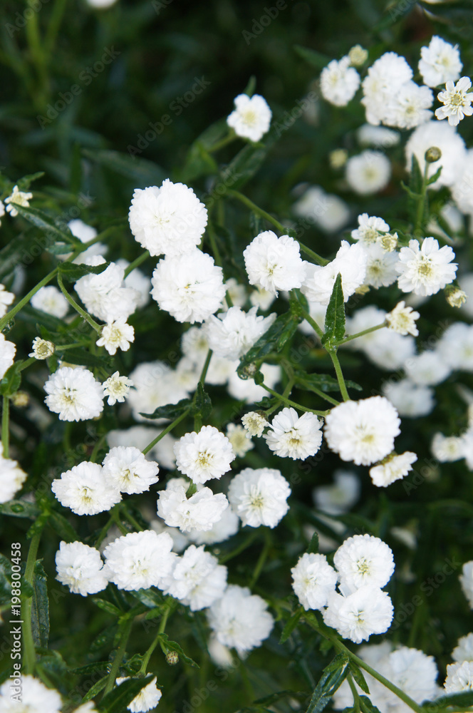 Achillea ptarmica ballerina many white flowers with green leaves Stock  Photo | Adobe Stock