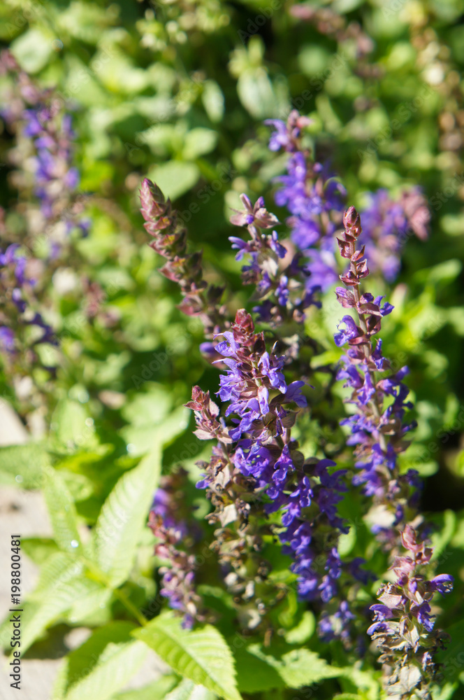 Salvia nemorosa or woodland sage or balkan clary violet plant with green Salvia nemorosa or woodland sage or balkan clary violet plant with green