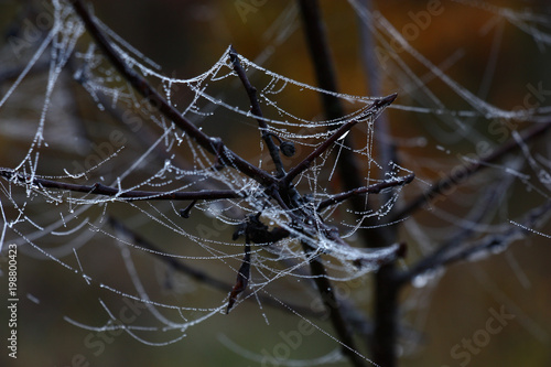 Branches in a web./Web with small drops of water on black damp branches without leaves.