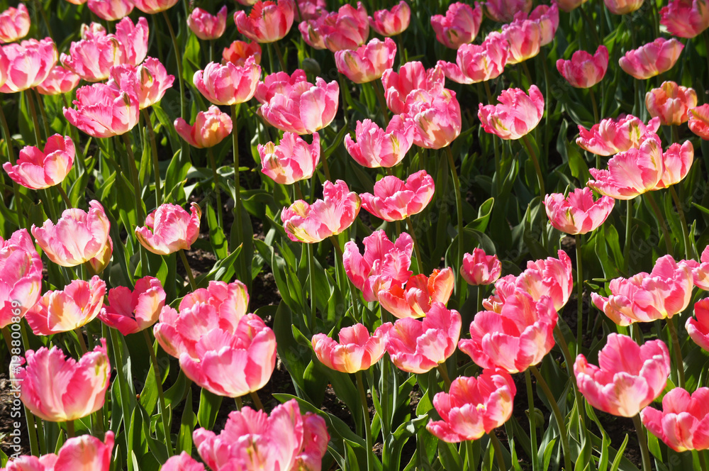 Pink blooming tulips in sunlight with green leaves Pink blooming tulips in sunlight with green leaves
