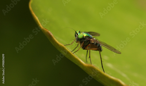Long legged fly stand on green leaves, small green fly.