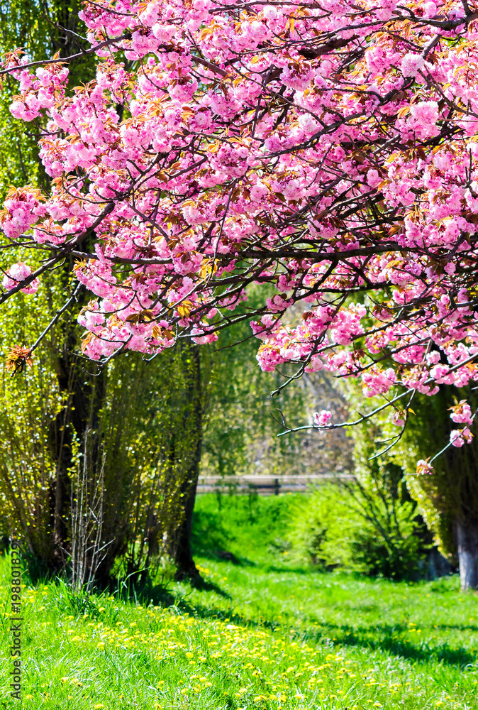 branches with cherry blossom over the grassy lawn. lovely nature springtime scenery in park branches with cherry blossom over the grassy lawn. lovely nature springtime scenery in park