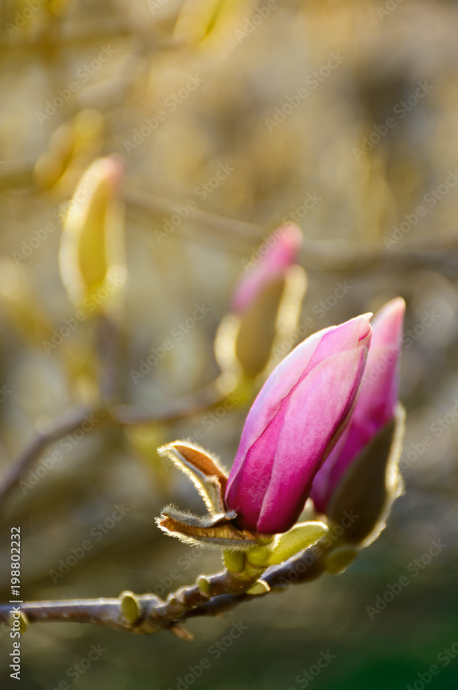 purple flowers of magnolia tree blossom. lovely springtime background on a bright day purple flowers of magnolia tree blossom. lovely springtime background on a bright day
