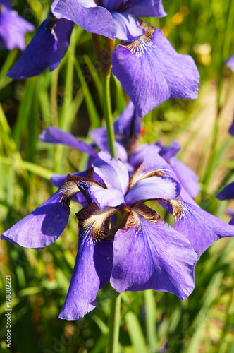 Fototapeta Naklejka Na Ścianę i Meble -  Iris sibirica purple flowers in sunlight