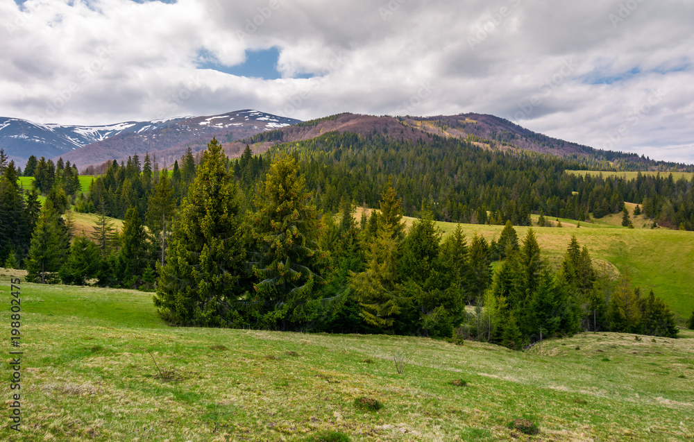 spruce trees on grassy hills in Carpathians. lovely springtime scenery in mountains on a cloudy day