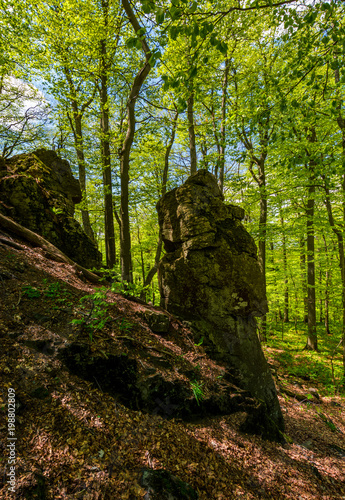 rocky formation among the green forest