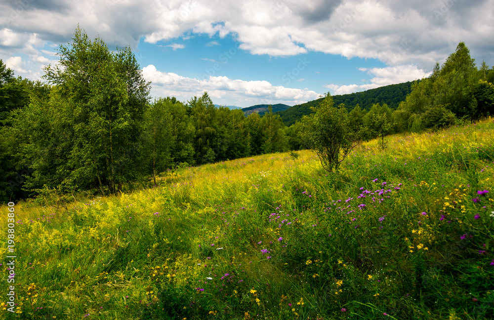 meadow with wild herbs among the forest in summer. beautiful nature scenery in mountains on a cloudy day meadow with wild herbs among the forest in summer. beautiful nature scenery in mountains on a cloudy day