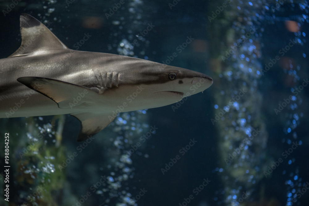 Fototapeta premium The small shark floats near a bottom