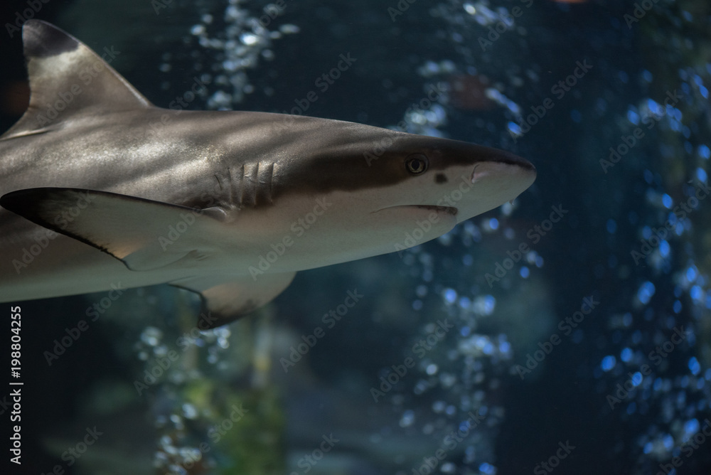 Naklejka premium The small shark floats near a bottom