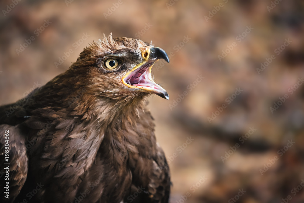 Fototapeta premium Aquila pomarina, Lesser spotted eagle