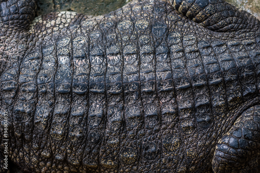 Fototapeta premium Close-up of Dark brown crocodile leather for background and texture