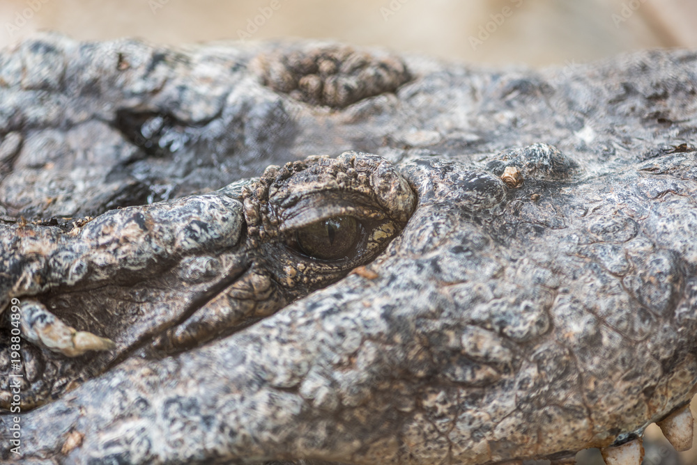 Obraz premium Crocodile in the zoo