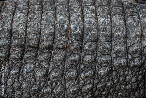 Close-up of Dark brown crocodile leather for background and texture