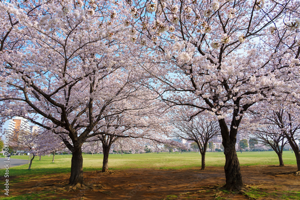 大島小松川公園　桜
