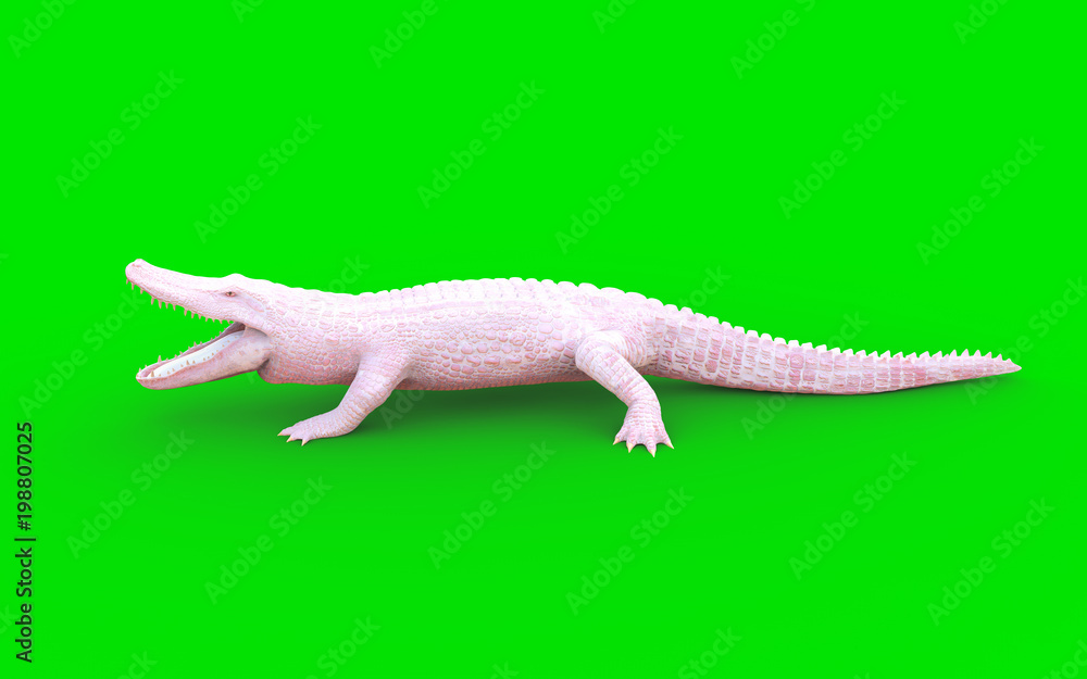 Naklejka premium 3D Illustration of albino American alligator isolated on green background, American crocodile