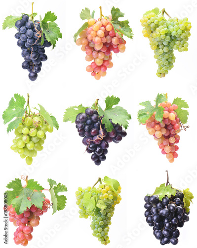 Grape collection