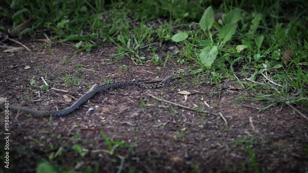 Slow Motion of Smooth snake in grass slithering. Coronella Austria is a non-venomous colubrid species found in Europe. Exploring the forest floor in natural environment-Dan Slow Motion of Smooth snake in grass slithering. Coronella Austria is a non-venomous colubrid species found in Europe. Exploring the forest floor in natural environment-Dan
