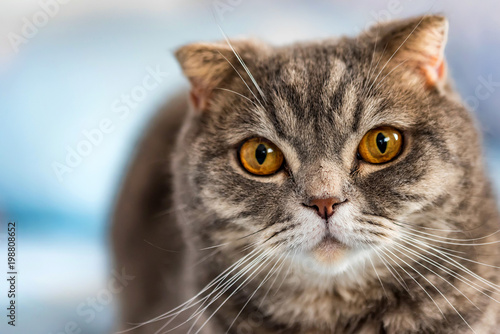 Grey British Shorthair cat portrait © Yakov