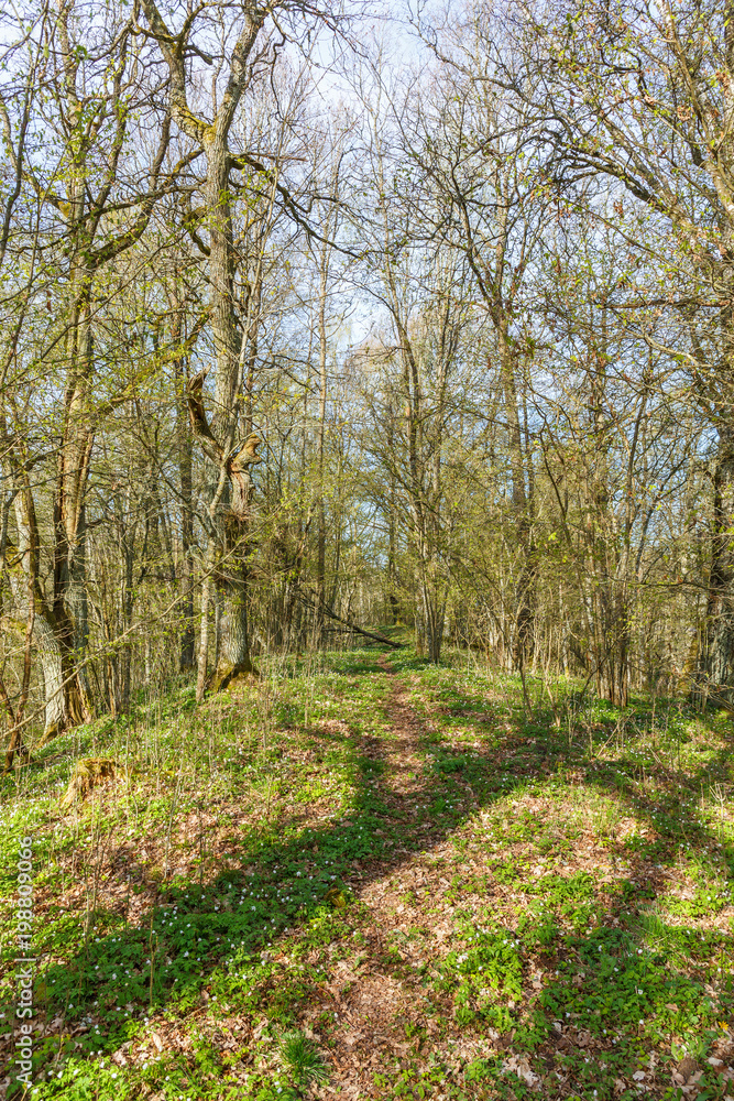 Naklejka premium Footpath through a forest with lovely spring feeling