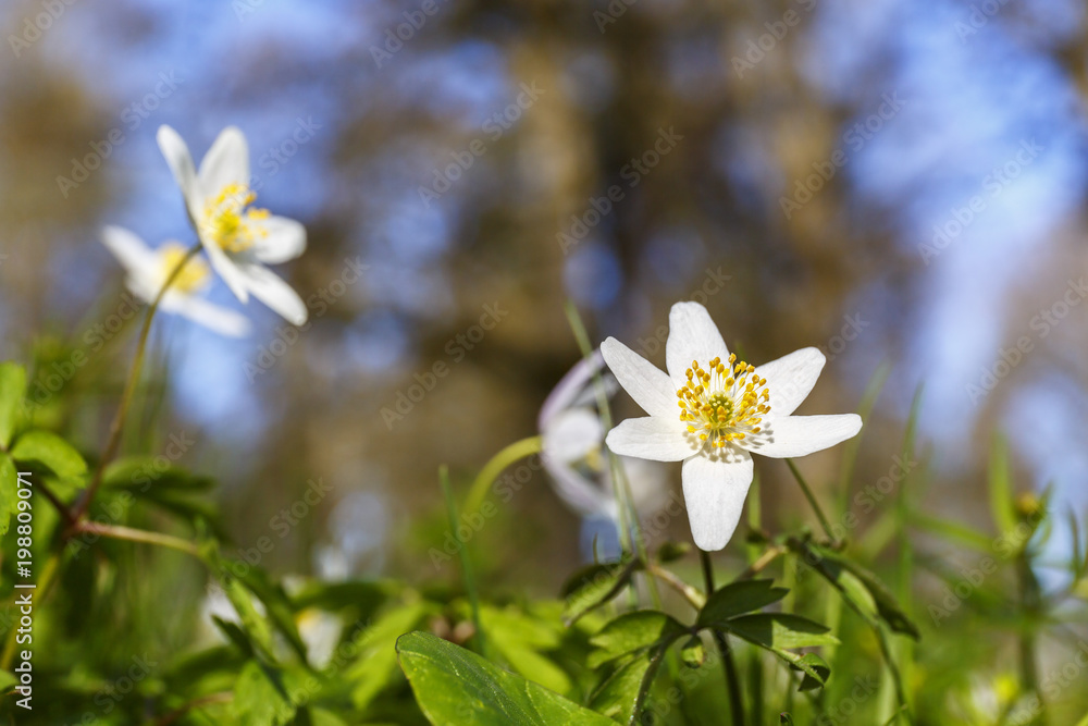 Fototapeta premium Flowering Wood anemone flowers in springtime