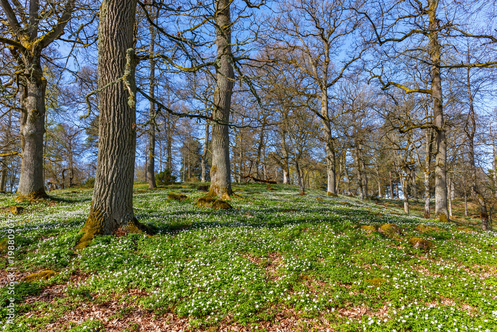Oak tree pasture with wood anemone in spring Oak tree pasture with wood anemone in spring