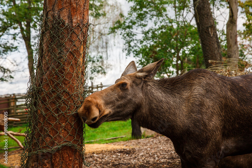 Photography Moose in zoo