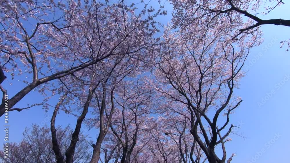 Driving under row of cherry blossom tree Driving under row of cherry blossom tree