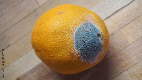 Mold damage in orange fruit that changed color into green and white