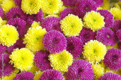 Colorful flowers as background © Valerii Evlakhov