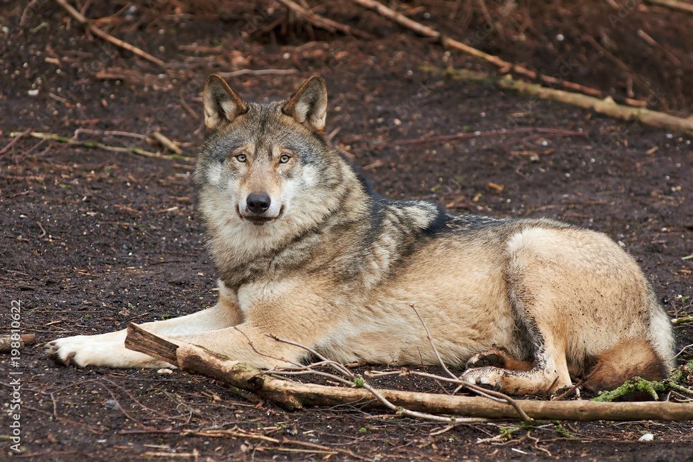 Obraz premium Grey Wolf (Canis lupus)