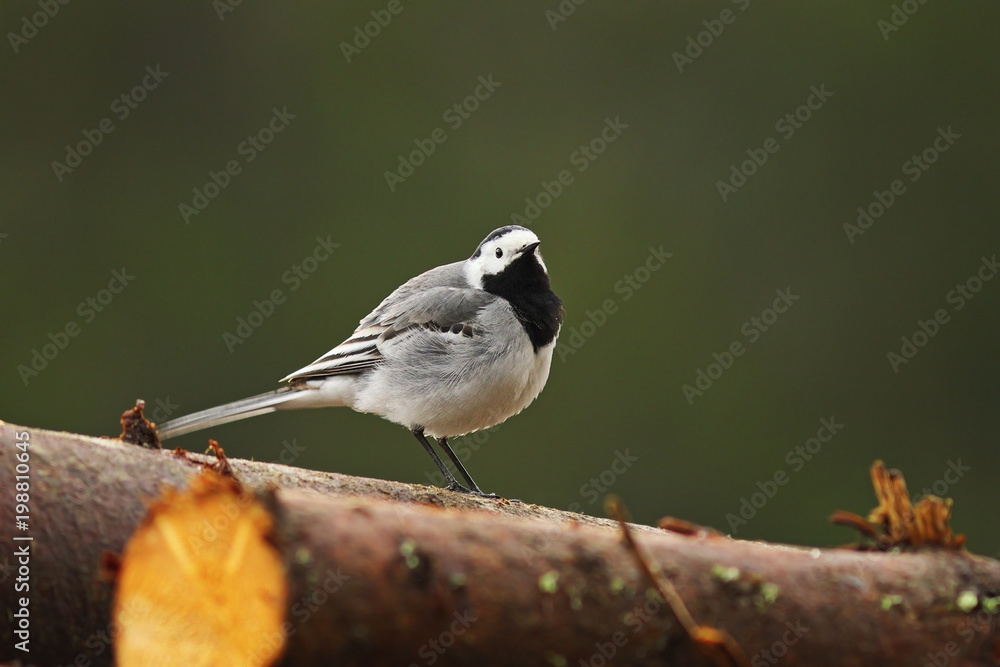 white wagtail standing on wooden stump white wagtail standing on wooden stump