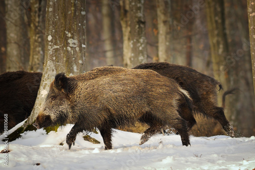 wild boar running in the forest