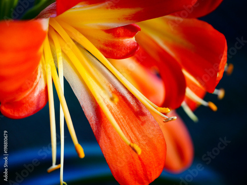 Beautiful amaryl flowers on a background of leaves photo