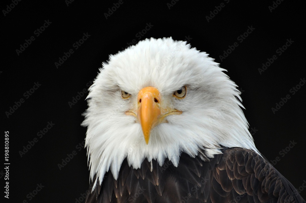 Obraz premium Weißkopfseeadler