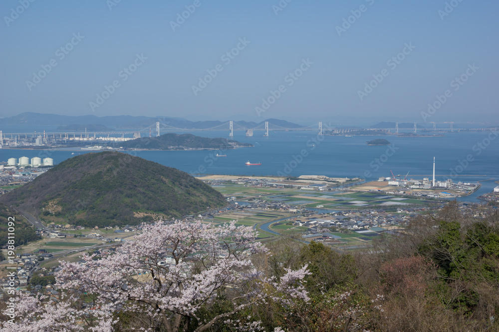 瀬戸大橋と五色台の桜