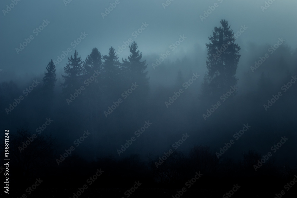 Surreal, foggy morning at sunrise in the misty, foggy forest