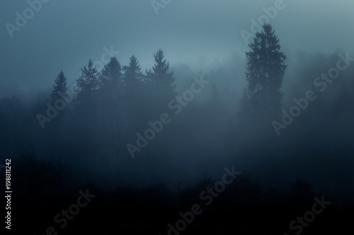 Surreal, foggy morning at sunrise in the misty, foggy forest © Gaschwald