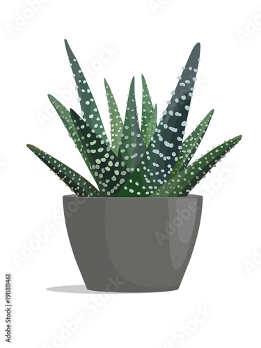 Hawortia - zebra cactus in dark pot on white background.