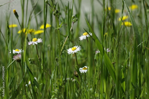 Flowers(Margherite) and it's spring