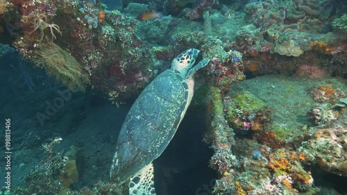 a turtle feeds on marine life growing on the usat liberty wreck at tulamben on the island of bali, indonesia photo